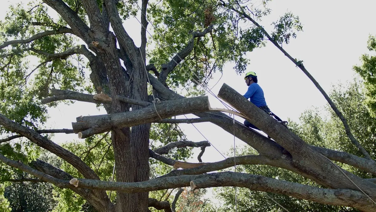 Professional Crown Thinning performed by certified arborists in Gove